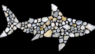 صورة 90 % من أنواع «القرش» اختفت قبل 19 مليون عام