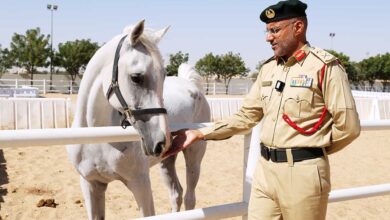 صورة شرطة دبي تمنح 70 من خيولها مجاناً للراغبين باقتنائها