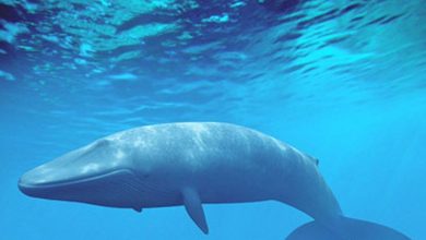 صورة الحوت الأزرق.. غواصة عملاقة
