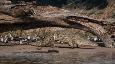 صورة «أسامة الخطير».. تمساح قاتل أودى بحياة 80 أوغندياً
