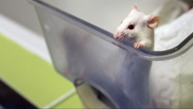 صورة عضة فأر لعاملة في أحد المختبرات مصدر أول إصابة بكورونا