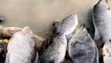 صورة ظهور أسماك في مياه سيول أمطار بالسعودسة.. فيديو