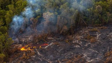 صورة حرائق الغابات في هاواي تتسبب في مقتل العشرات يومياً